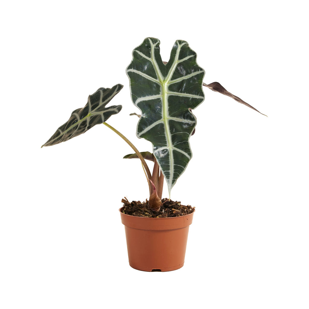 Alocasia Polly – Plante D'Intérieur