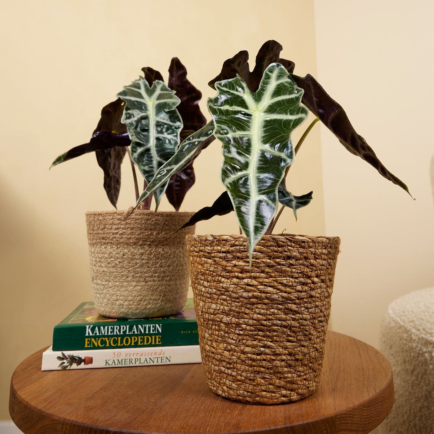 Alocasia Polly – Plante D'Intérieur