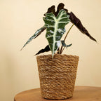 Alocasia Polly – Plante D'Intérieur