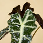 Alocasia Polly – Plante D'Intérieur