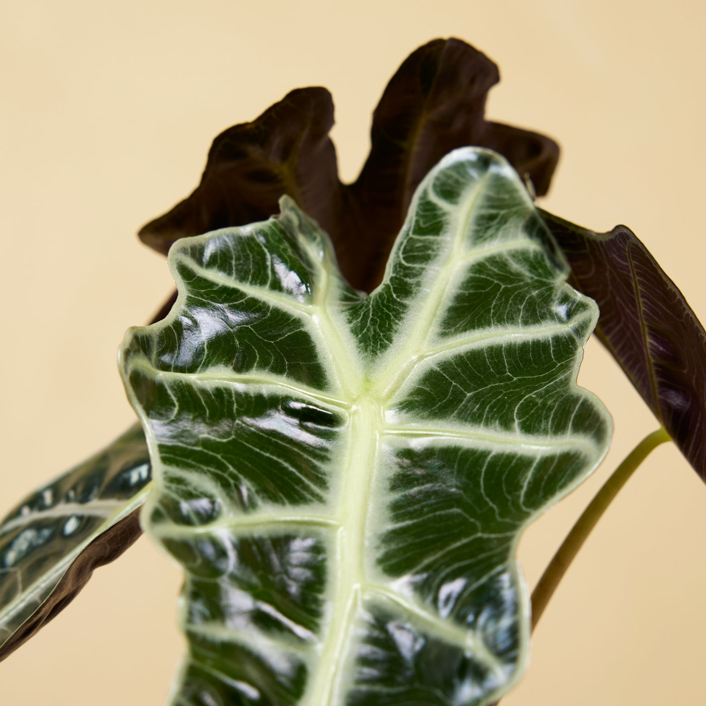 Alocasia Polly – Plante D'Intérieur