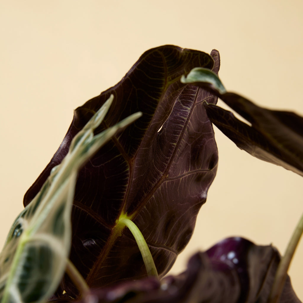 Alocasia Polly – Plante D'Intérieur