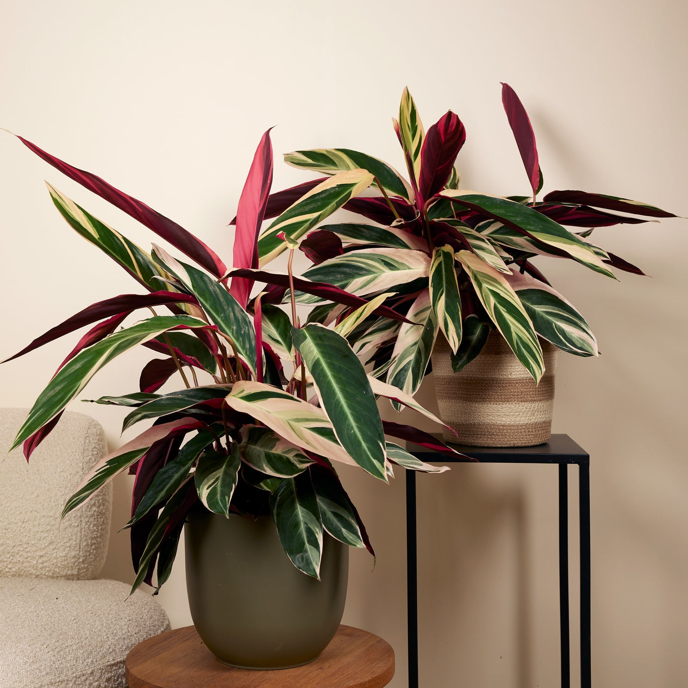 Calathea Triostar – Planta de interior