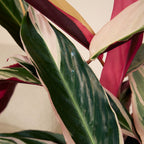 Calathea Triostar – Planta de interior