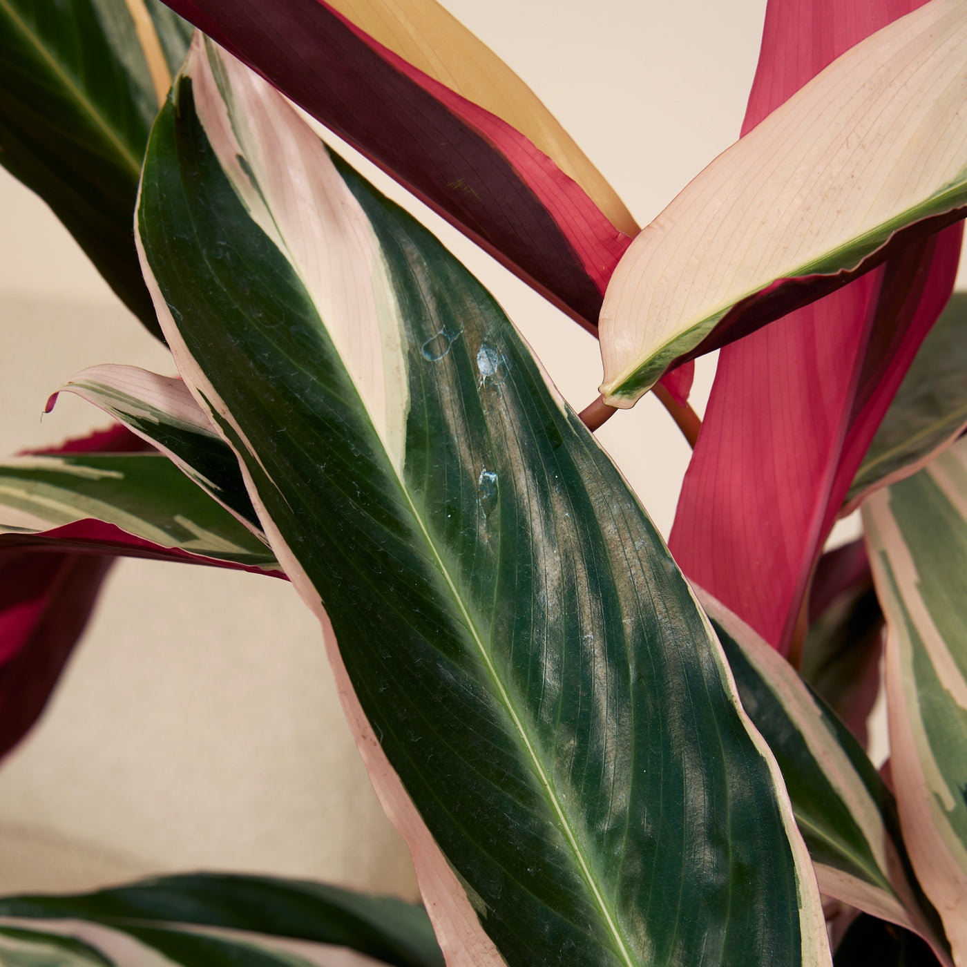 Calathea Triostar – Planta de interior