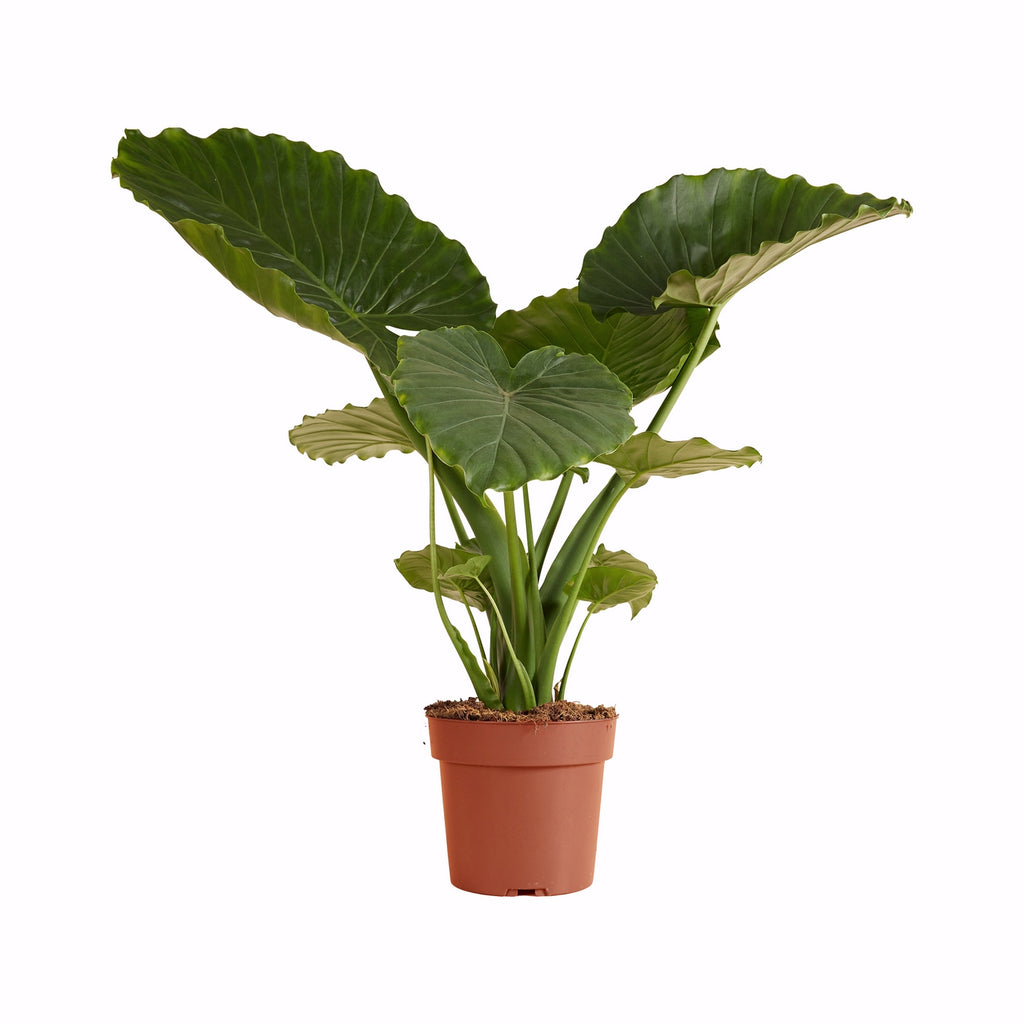 Alocasia Gageana California – Plante D'Intérieur