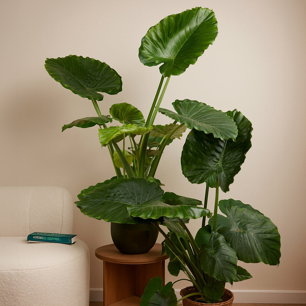 Alocasia Gageana California – Plante D'Intérieur