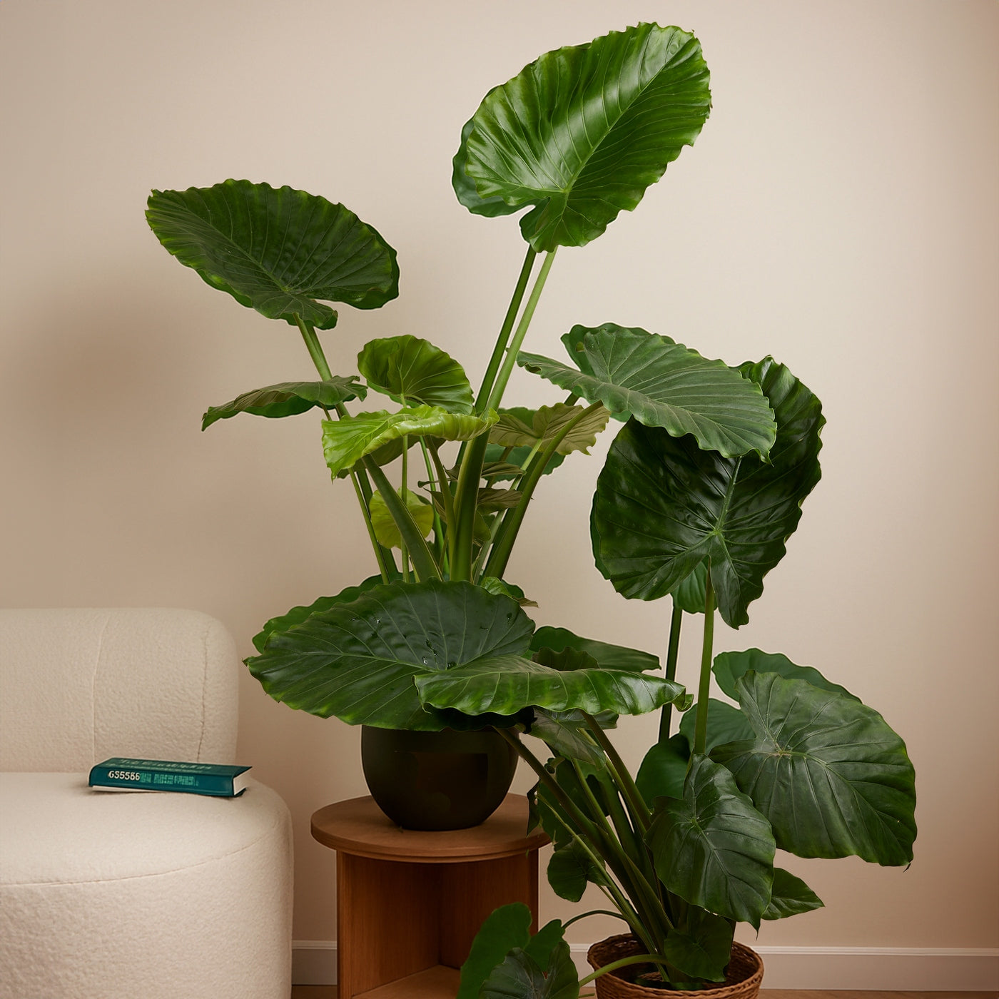 Alocasia Gageana California – Plante D'Intérieur