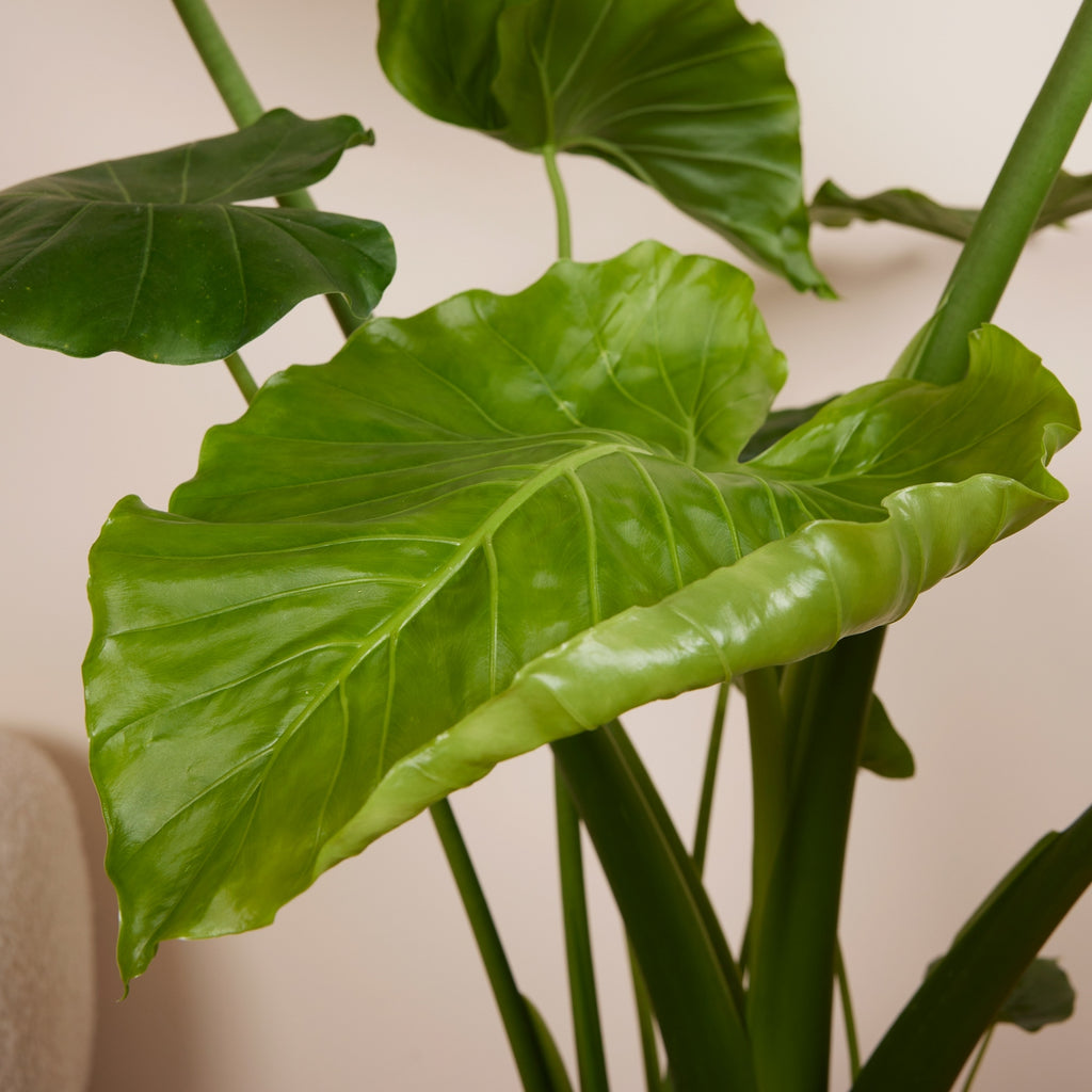 Alocasia Gageana California – Plante D'Intérieur