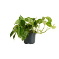 Epipremnum Marble Queen – Indoor Plant