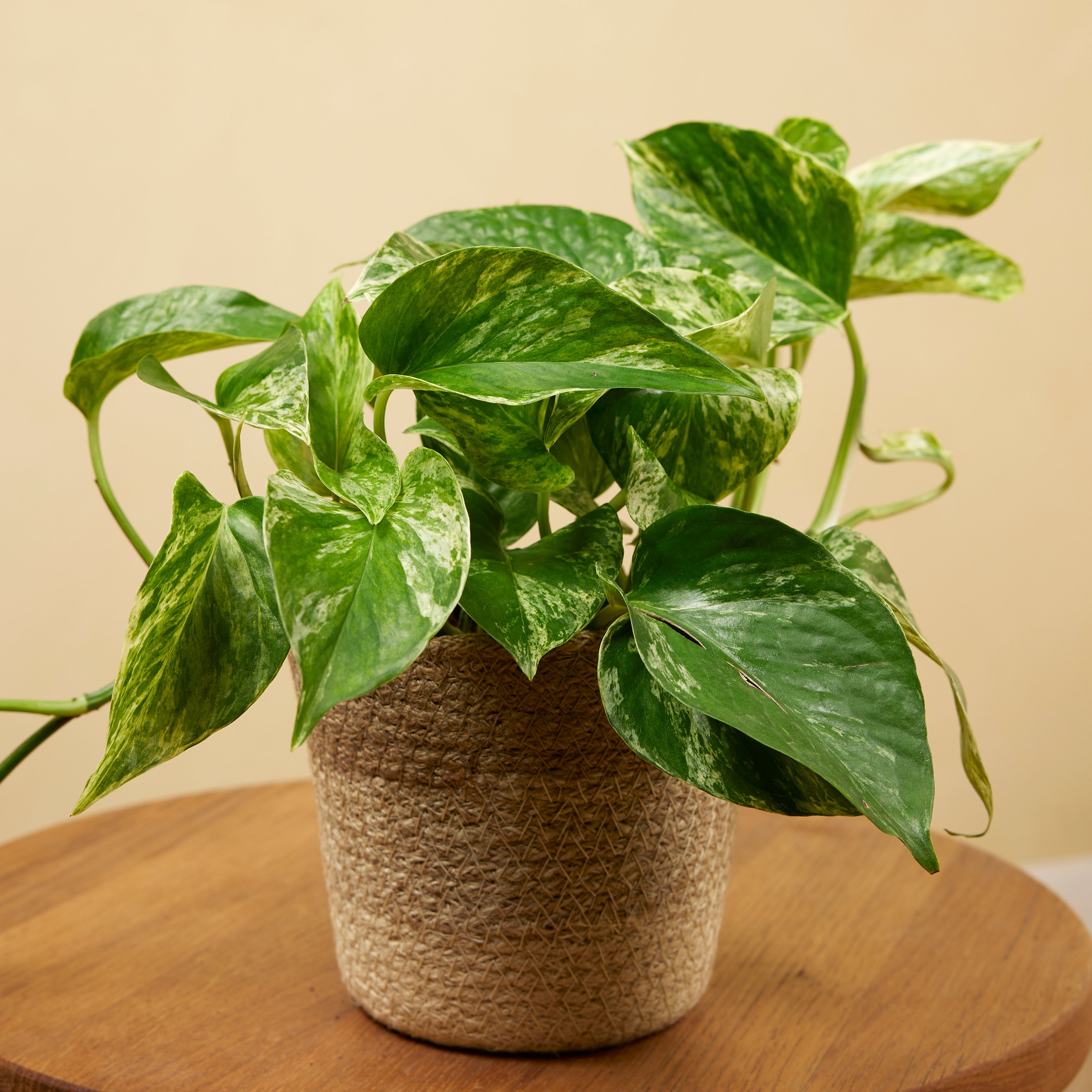 Epipremnum Marble Queen – Indoor Plant