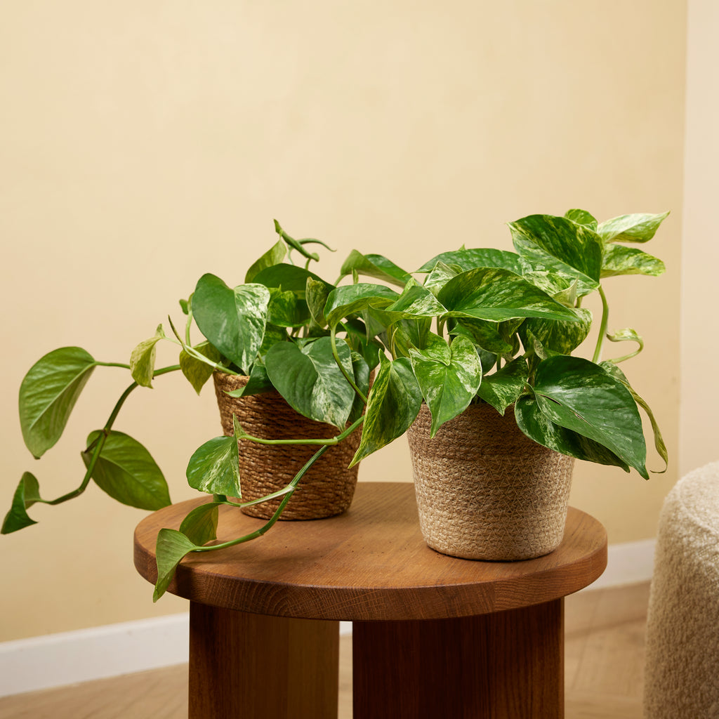 Epipremnum Marble Queen – Indoor Plant