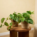 Epipremnum Marble Queen – Indoor Plant