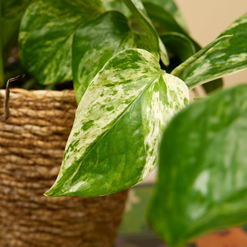Epipremnum Marble Queen – Indoor Plant
