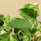 Epipremnum Marble Queen – Indoor Plant
