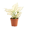 Aglaonema White Joy – Plante D'Intérieur