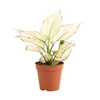 Aglaonema White Joy – Plante D'Intérieur