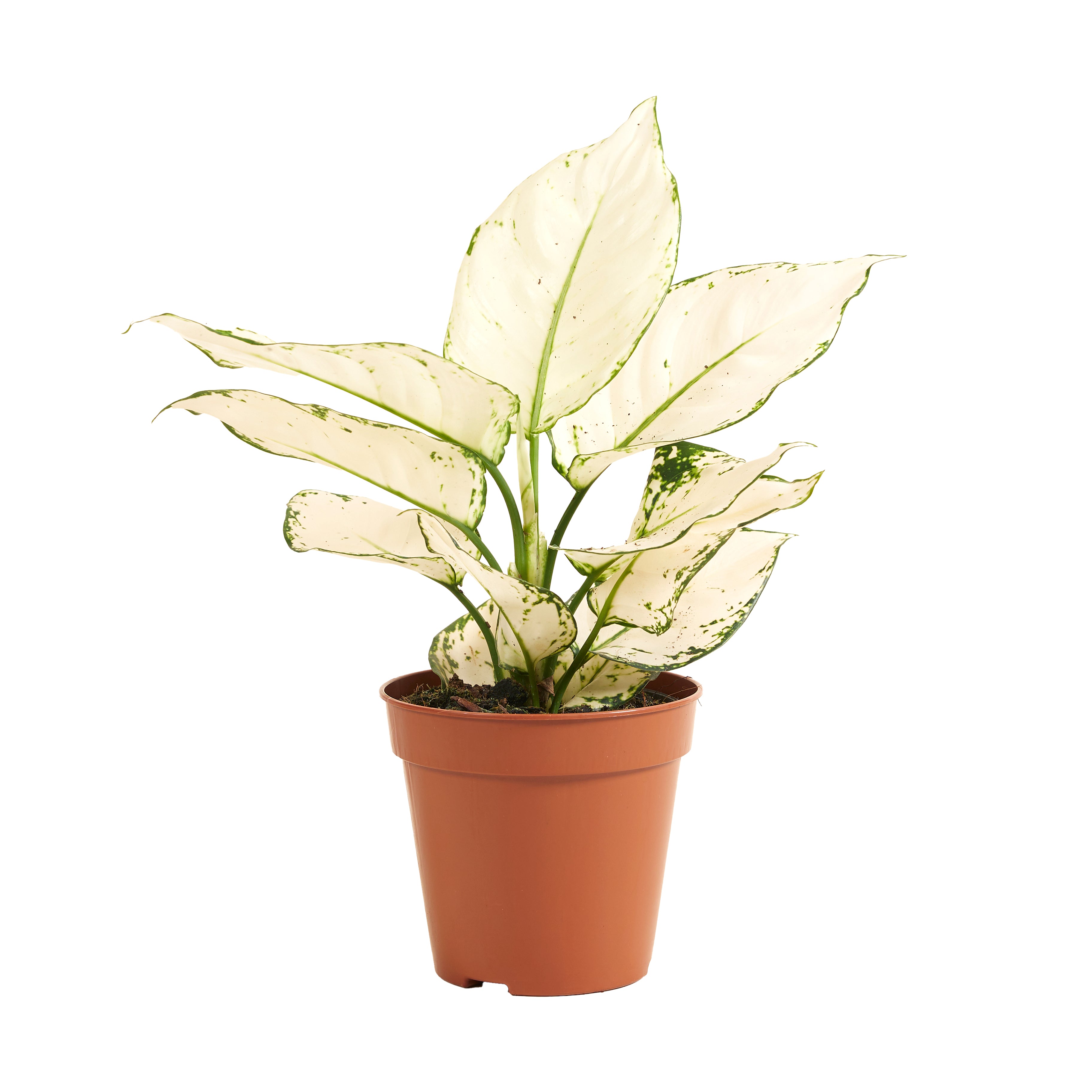 Aglaonema White Joy – Plante D'Intérieur