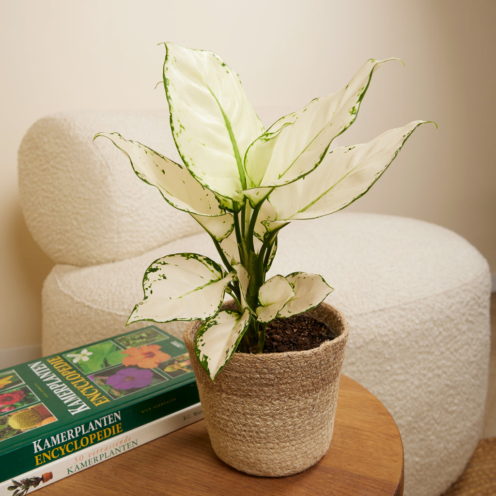 Aglaonema White Joy – Plante D'Intérieur