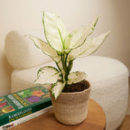 Aglaonema White Joy – Plante D'Intérieur