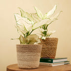Aglaonema White Joy – Plante D'Intérieur