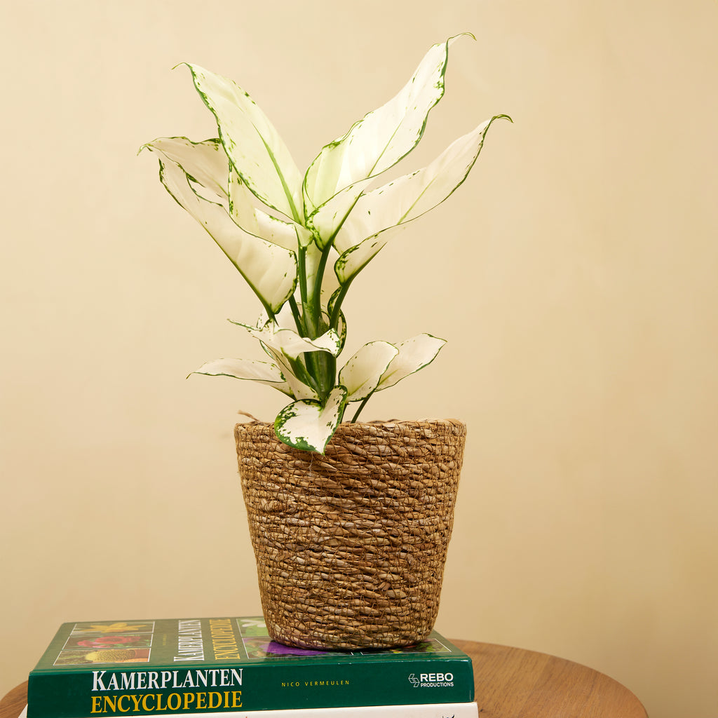 Aglaonema White Joy – Plante D'Intérieur