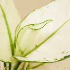 Aglaonema White Joy – Plante D'Intérieur