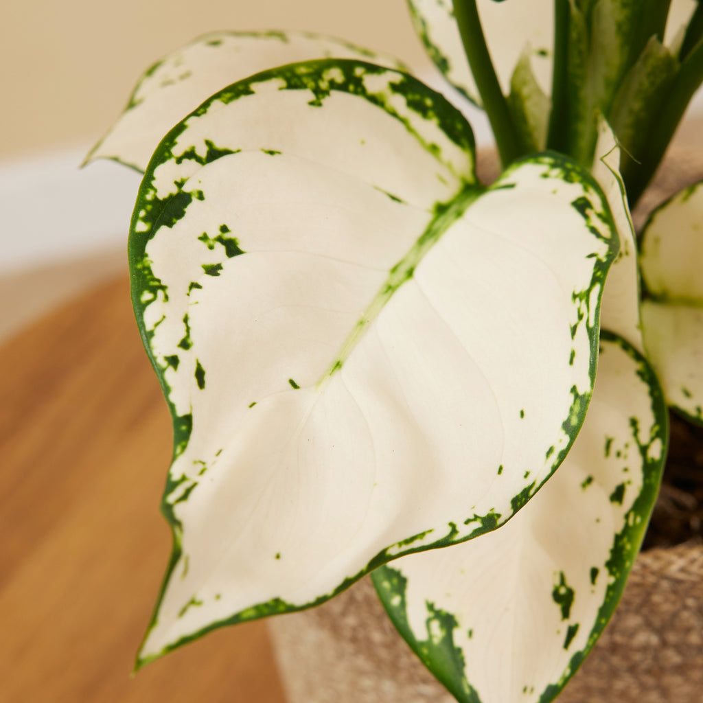Aglaonema White Joy – Plante D'Intérieur