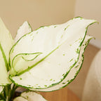 Aglaonema White Joy – Plante D'Intérieur