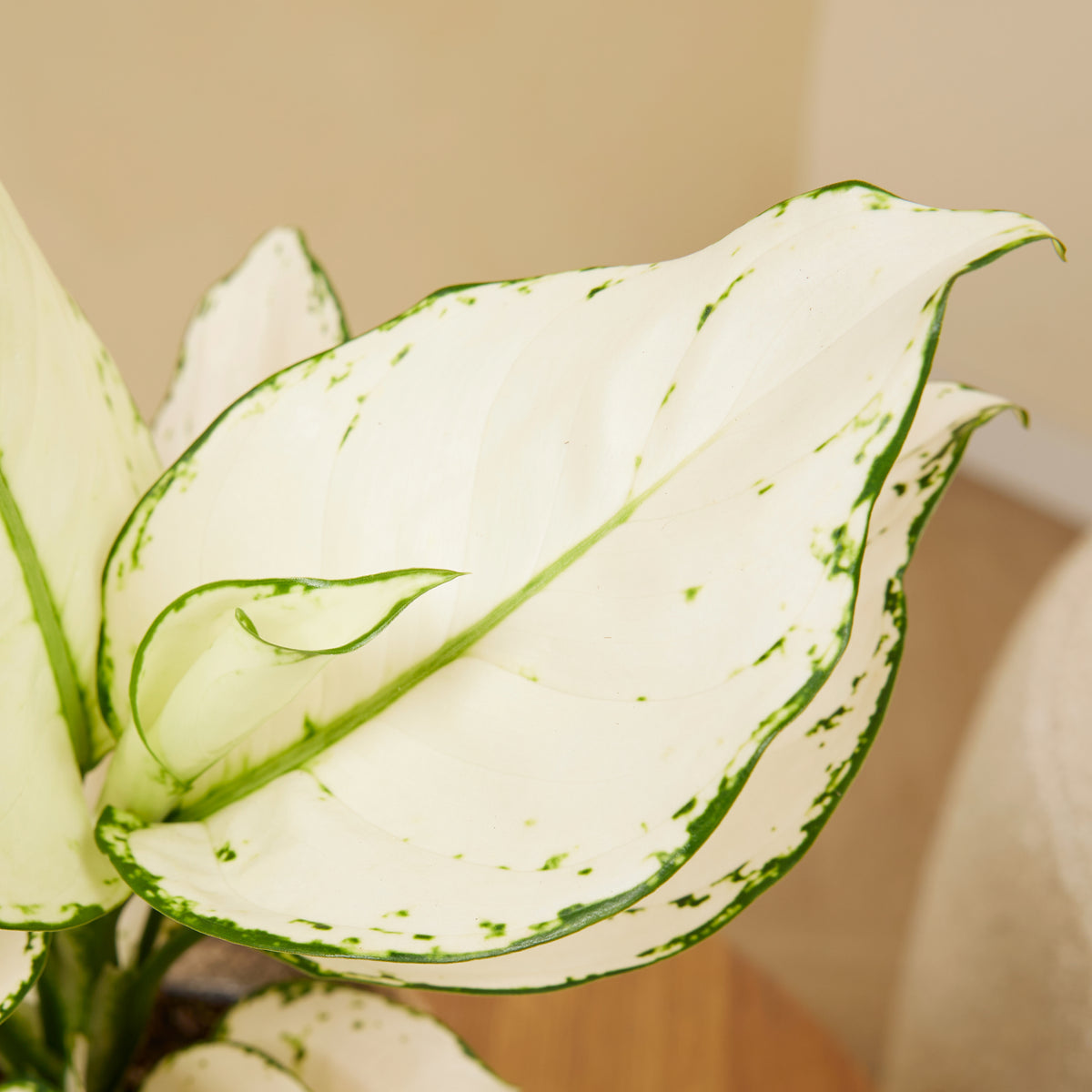 Aglaonema White Joy – Plante D'Intérieur