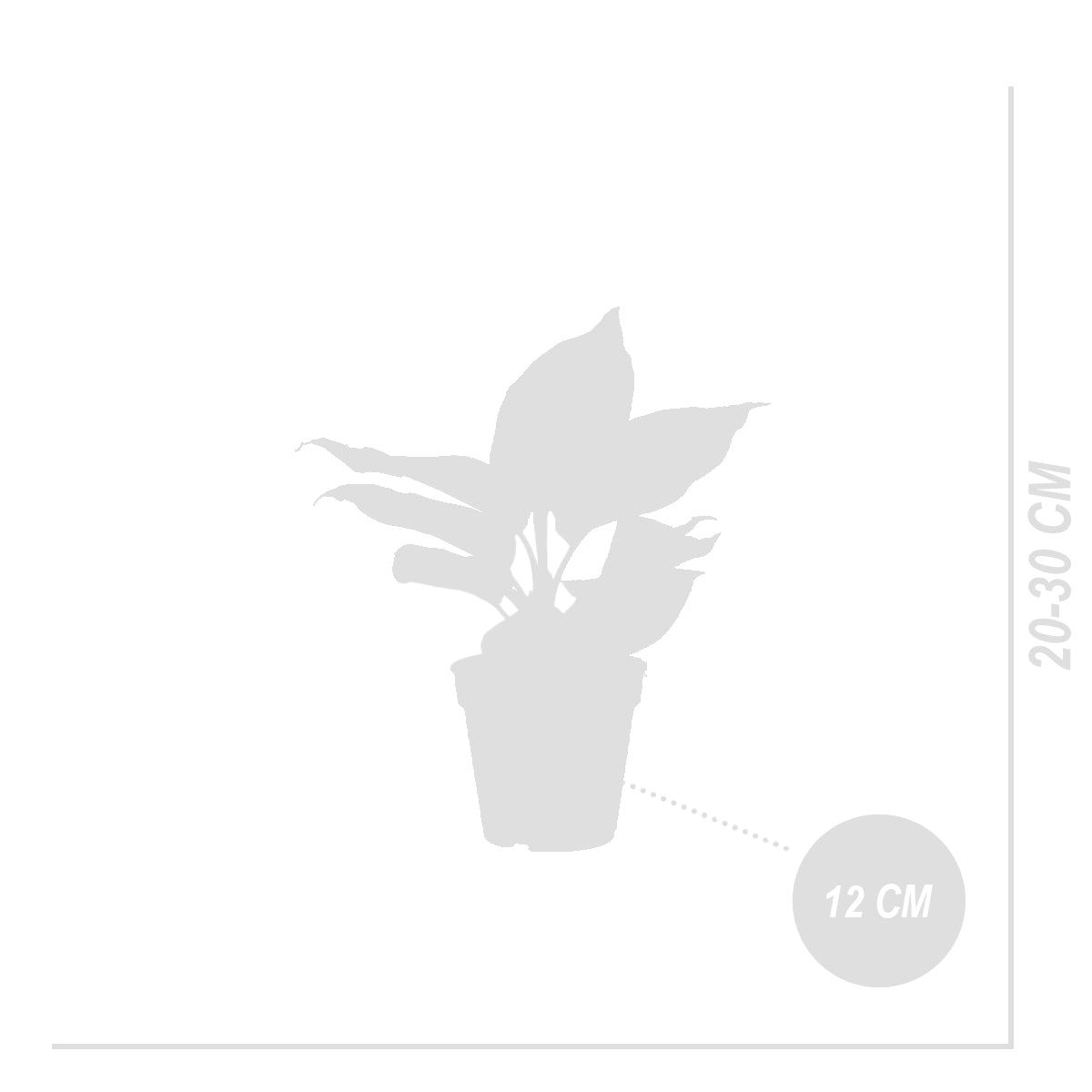 Aglaonema White Joy – Plante D'Intérieur