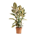 Ficus Tineke Xl – Plante D'Intérieur