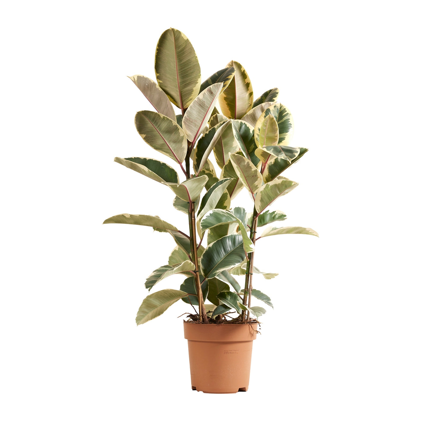 Ficus Tineke Xl – Plante D'Intérieur