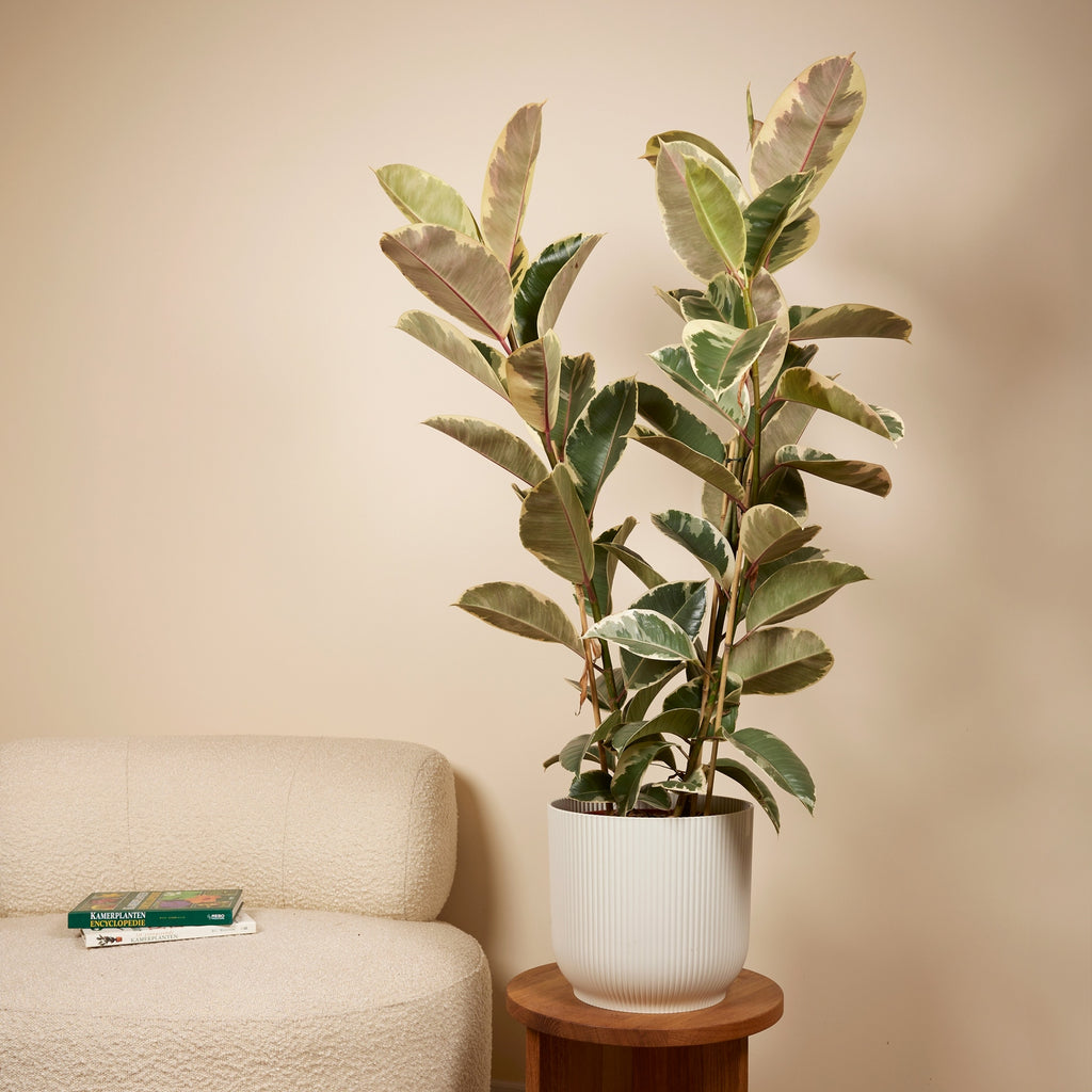 Ficus Tineke Xl – Plante D'Intérieur
