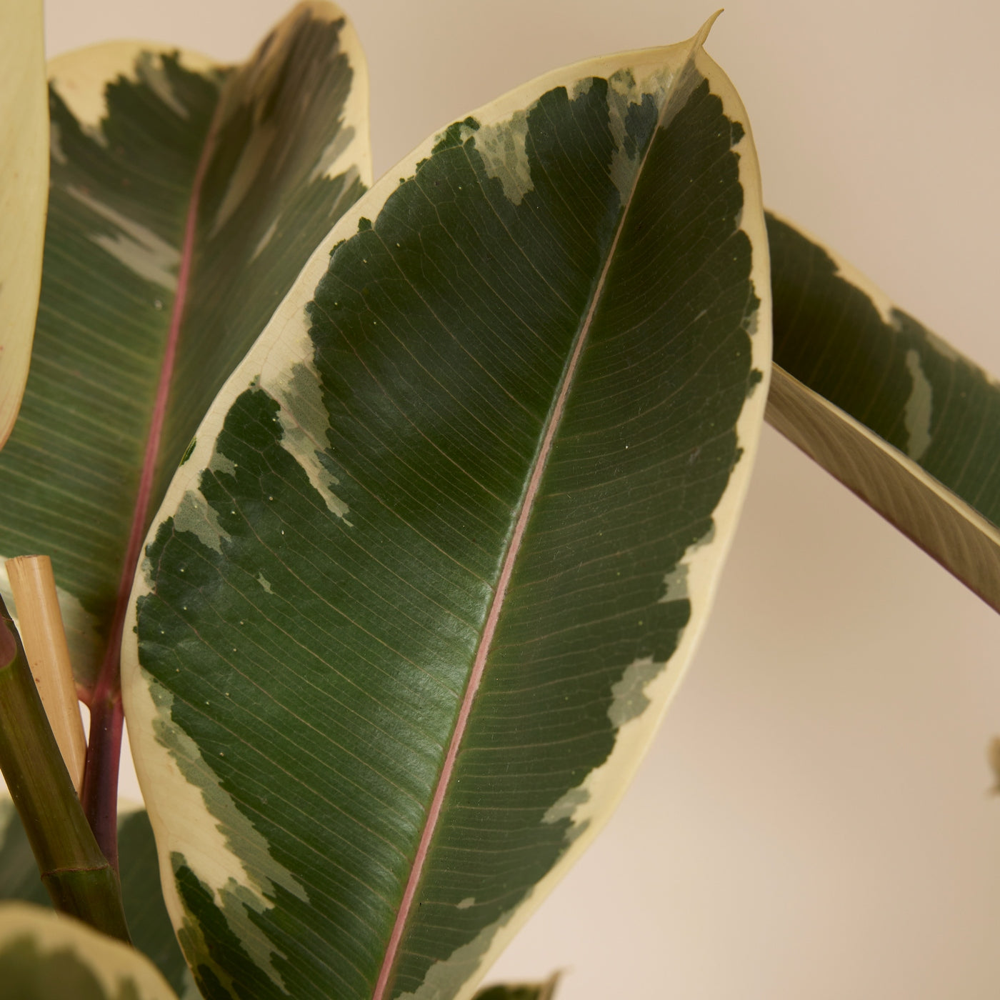 Ficus Tineke Xl – Plante D'Intérieur