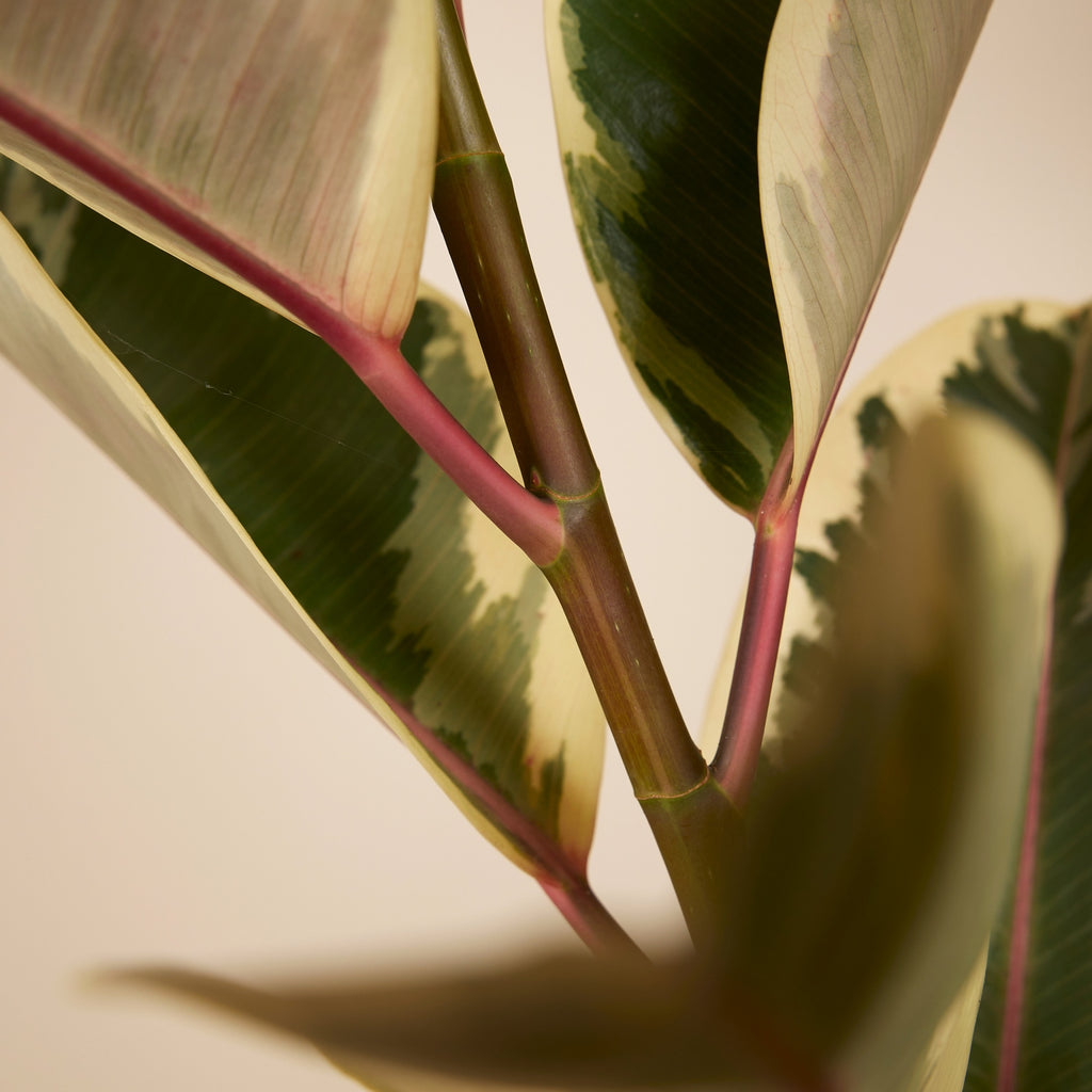 Ficus Tineke Xl – Plante D'Intérieur