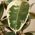 Ficus Tineke Xl – Plante D'Intérieur