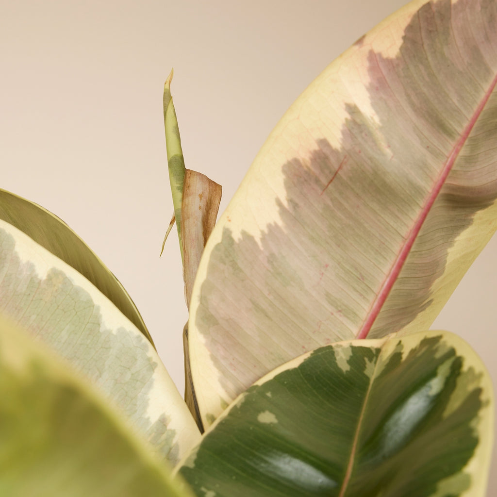 Ficus Tineke Xl – Plante D'Intérieur