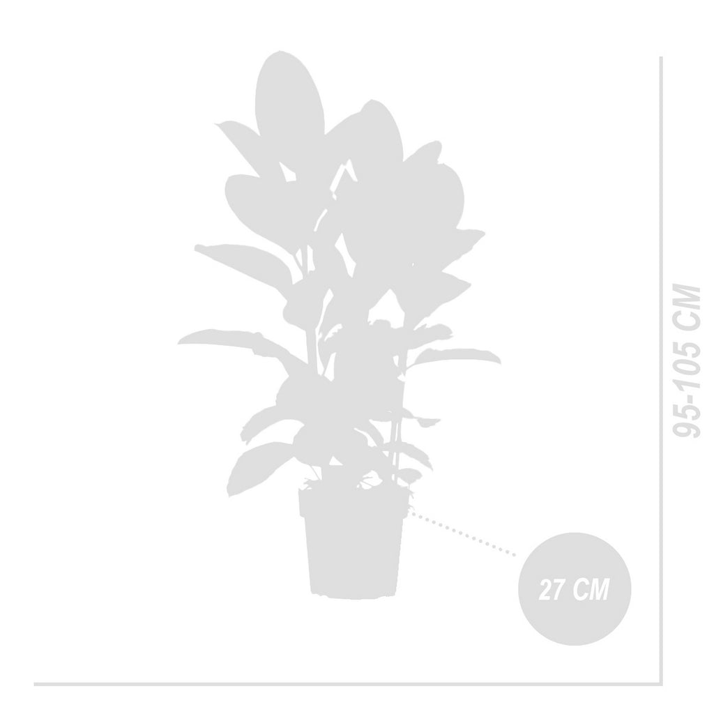 Ficus Tineke Xl – Plante D'Intérieur