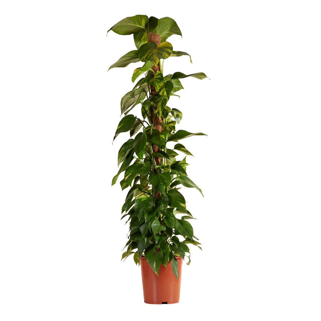 Epipremnum Aureum on XXL Moss Pole – Indoor Plant