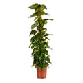Epipremnum Aureum on XXL Moss Pole – Indoor Plant