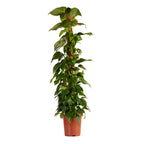 Epipremnum Aureum on XXL Moss Pole – Indoor Plant