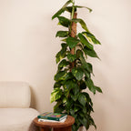 Epipremnum Aureum on XXL Moss Pole – Indoor Plant