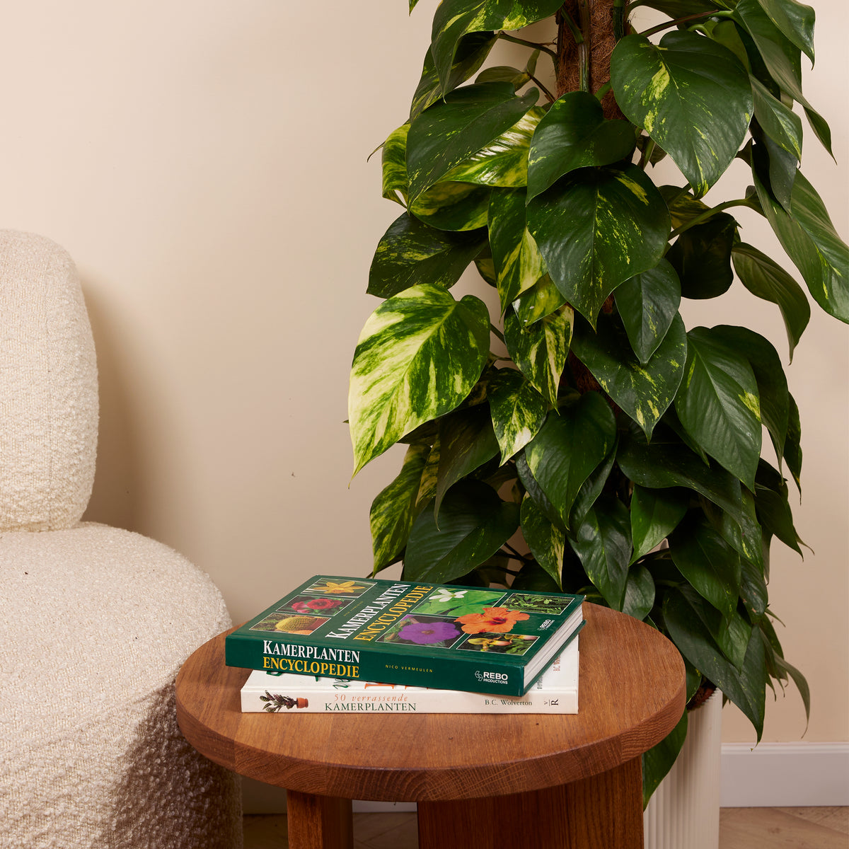 Epipremnum Aureum on XXL Moss Pole – Indoor Plant