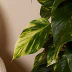 Epipremnum Aureum on XXL Moss Pole – Indoor Plant
