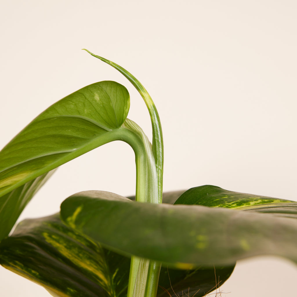 Epipremnum Aureum on XXL Moss Pole – Indoor Plant