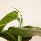 Epipremnum Aureum on XXL Moss Pole – Indoor Plant