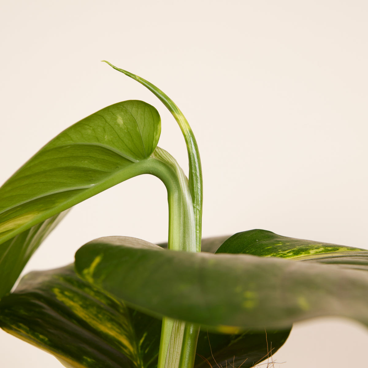 Epipremnum Aureum on XXL Moss Pole – Indoor Plant