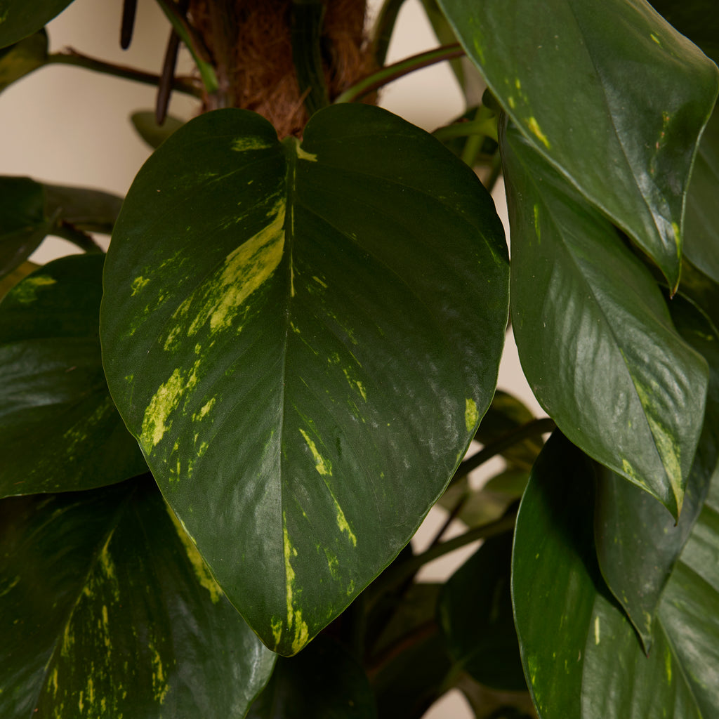 Epipremnum Aureum on XXL Moss Pole – Indoor Plant