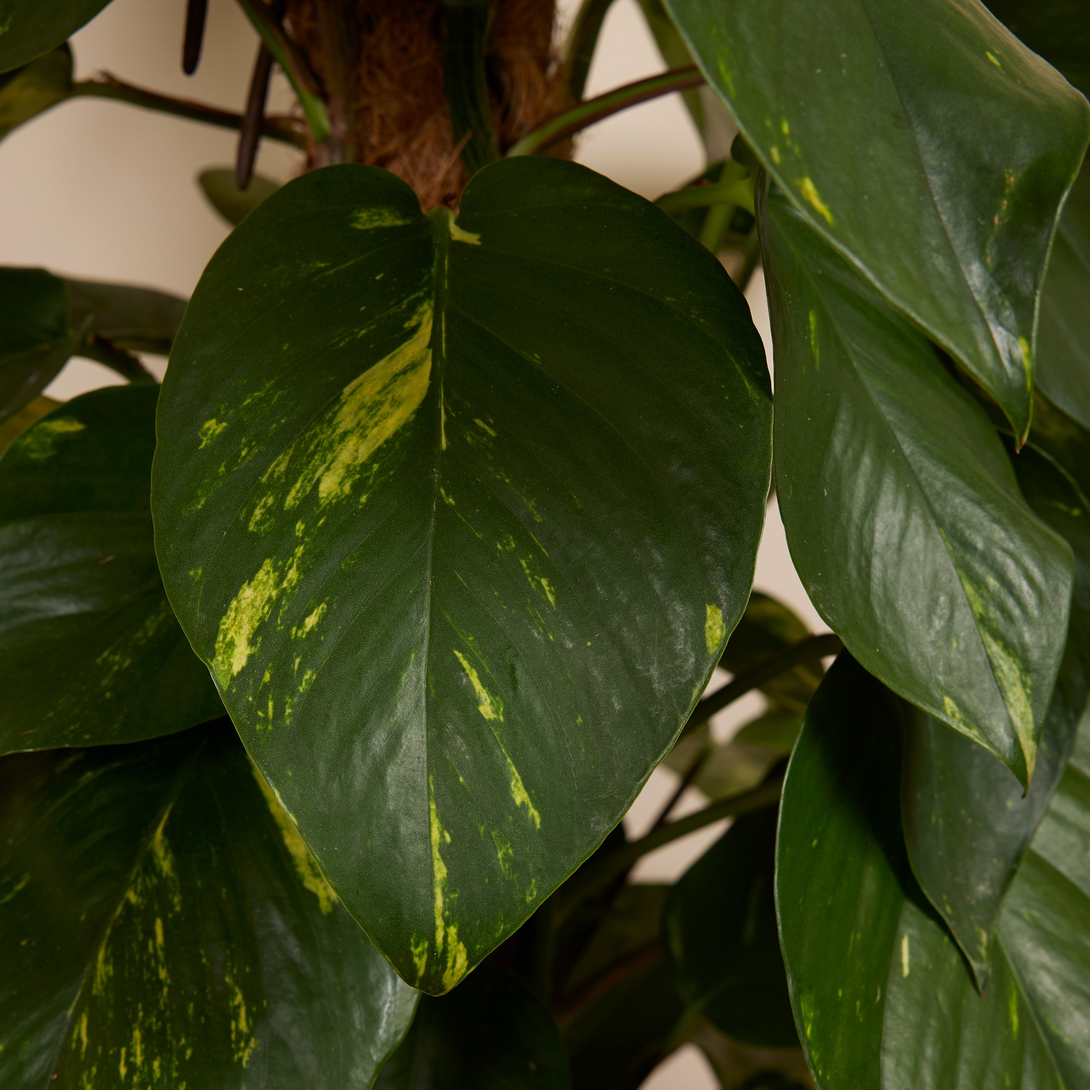 Epipremnum Aureum on XXL Moss Pole – Indoor Plant